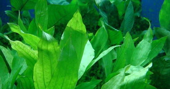 苦草的經(jīng)濟(jì)價(jià)值有哪些呢？