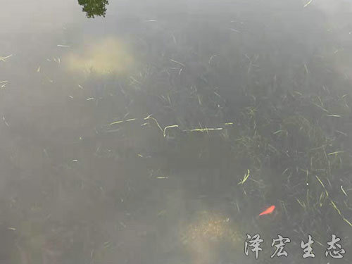 順德農(nóng)村污水塘
