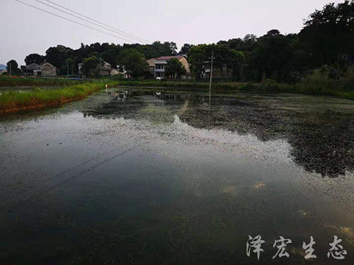 苦草 (5)